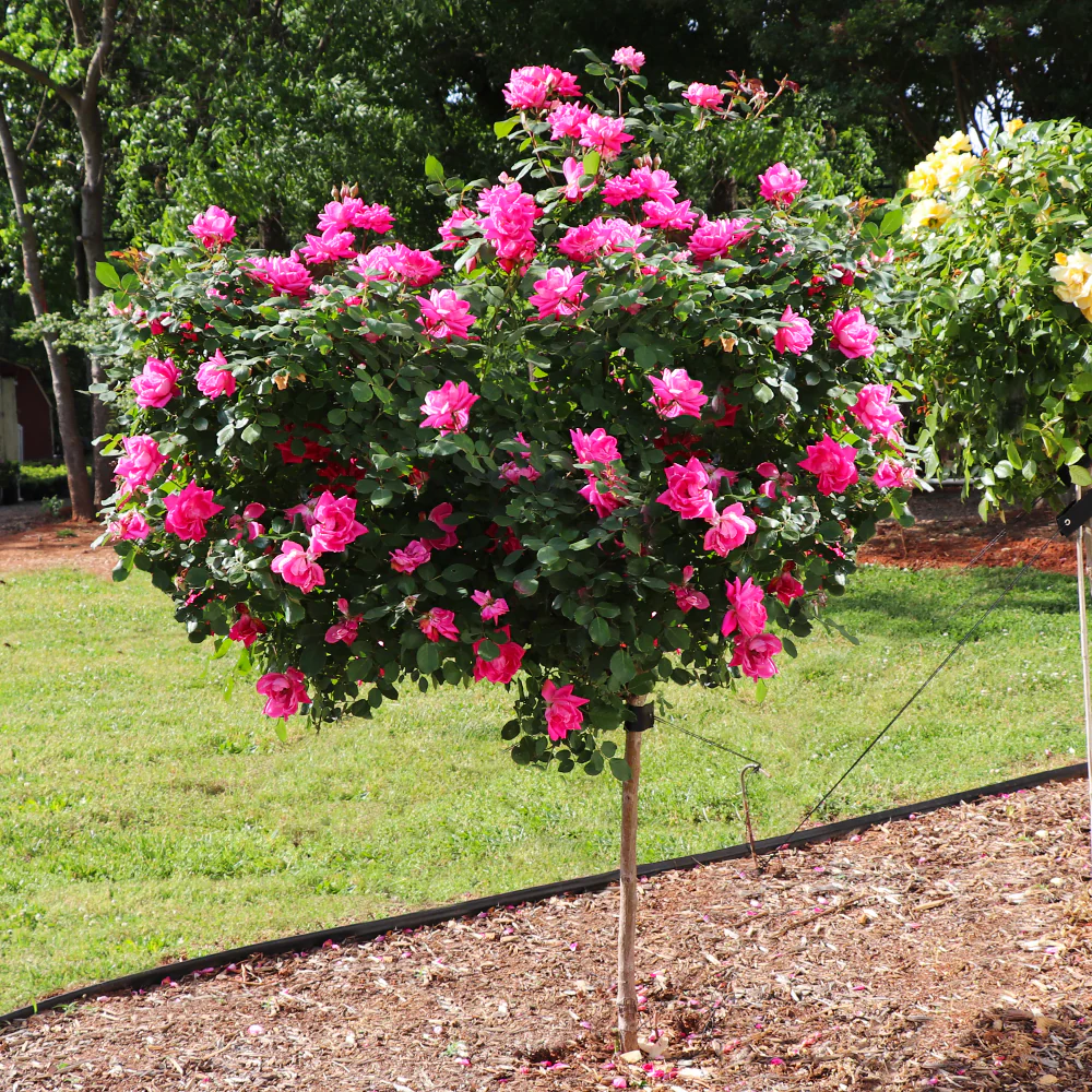 Pink Knock Out® Rose Tree 2 Pink Knock Out® Rose Tree