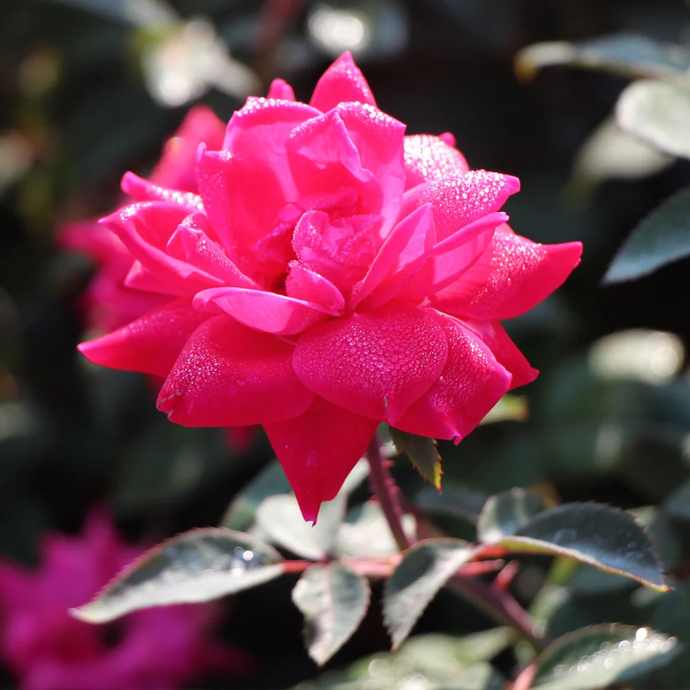 Pink Knock Out® Rose Tree 3 Pink Knock Out® Rose Tree