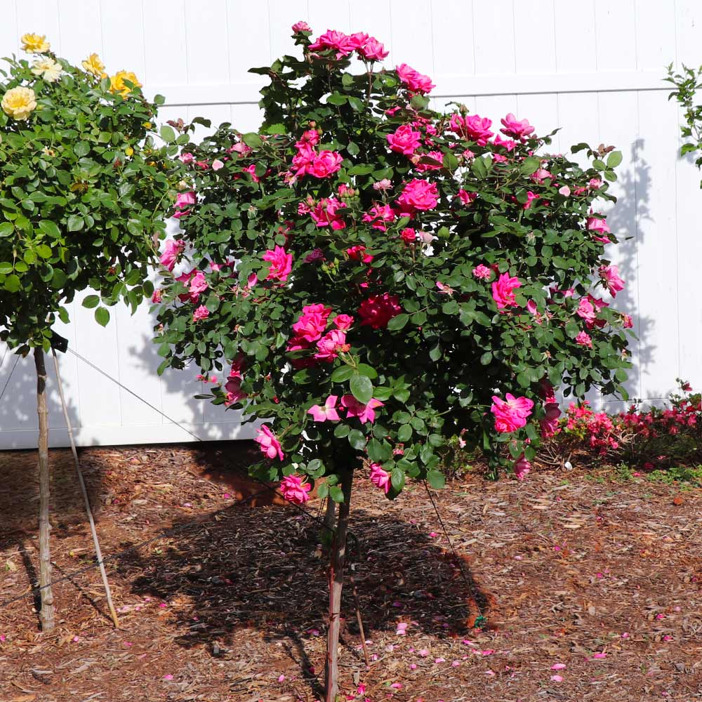 Pink Knock Out® Rose Tree 4 Pink Knock Out® Rose Tree