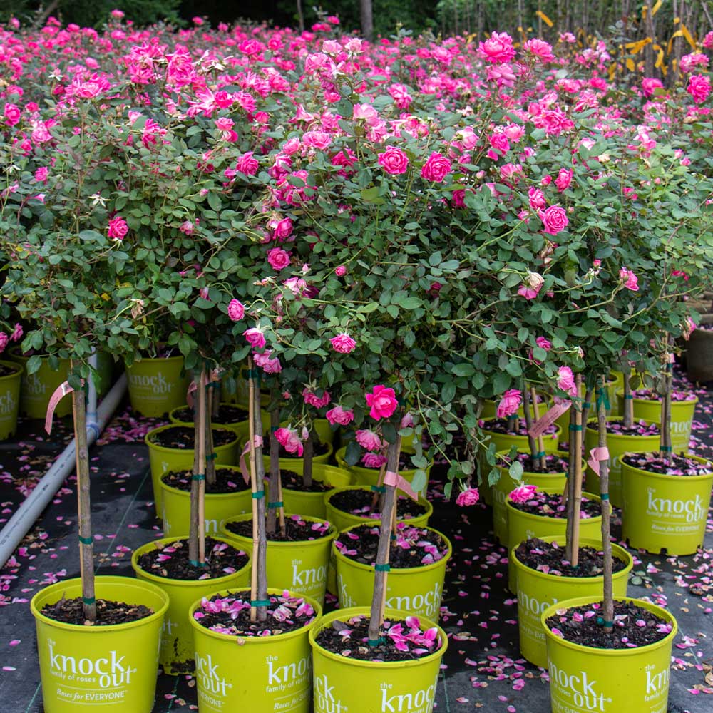 Pink Knock Out® Rose Tree 5 Pink Knock Out® Rose Tree