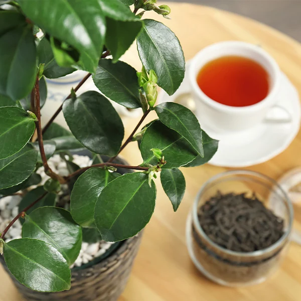 Cold Hardy Tea Plant 1 Cold Hardy Tea Plant