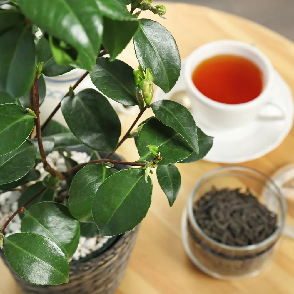 Cold Hardy Tea Plant 2 Cold Hardy Tea Plant