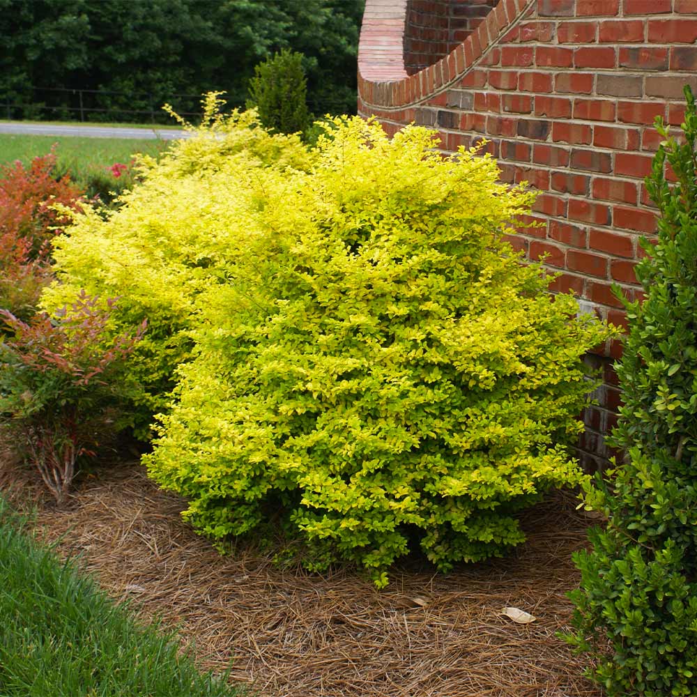 Southern Living® Sunshine Ligustrum Shrub 2 Southern Living® Sunshine Ligustrum Shrub