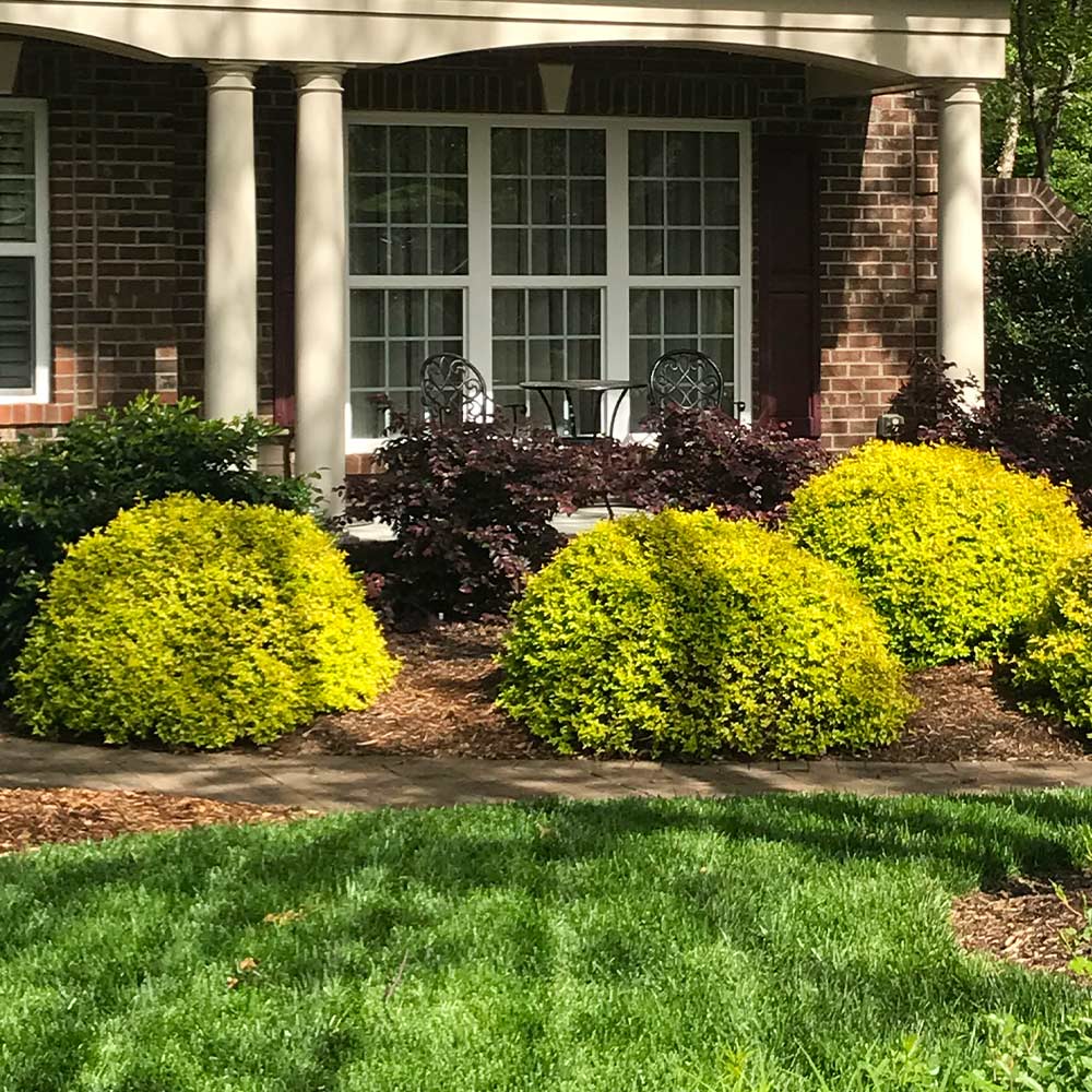 Southern Living® Sunshine Ligustrum Shrub 4 Southern Living® Sunshine Ligustrum Shrub