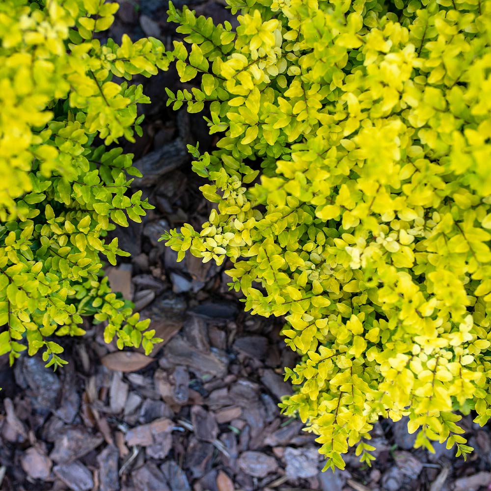 Southern Living® Sunshine Ligustrum Shrub 5 Southern Living® Sunshine Ligustrum Shrub