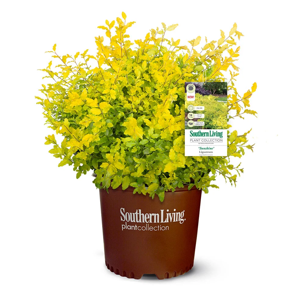 Southern Living® Sunshine Ligustrum Shrub 6 Southern Living® Sunshine Ligustrum Shrub