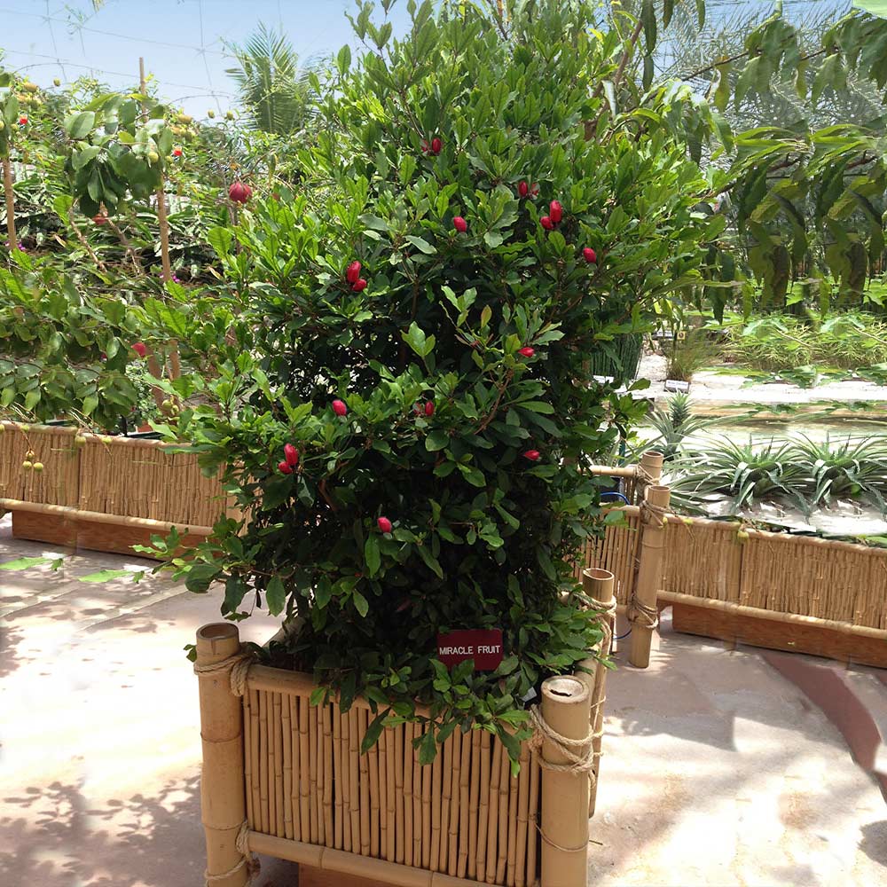 Miracle Berry Plant 2 Miracle Berry Plant
