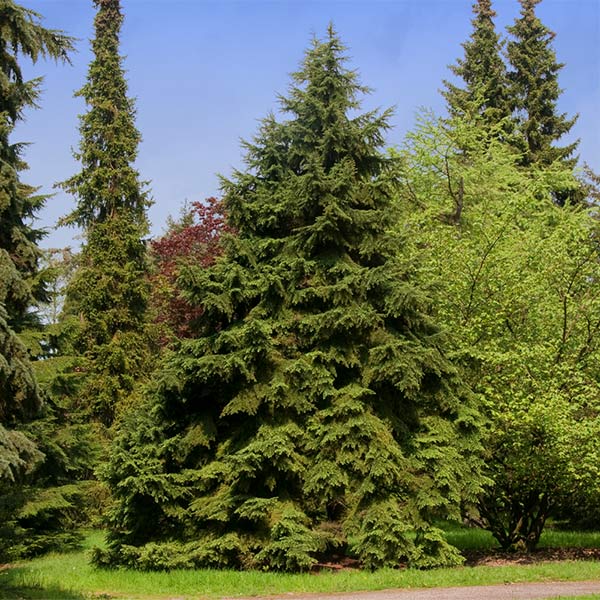 Canadian Hemlock Tree 1 Canadian Hemlock Tree