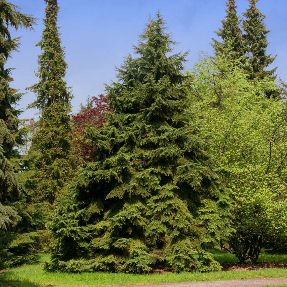 Canadian Hemlock Tree 2 Canadian Hemlock Tree