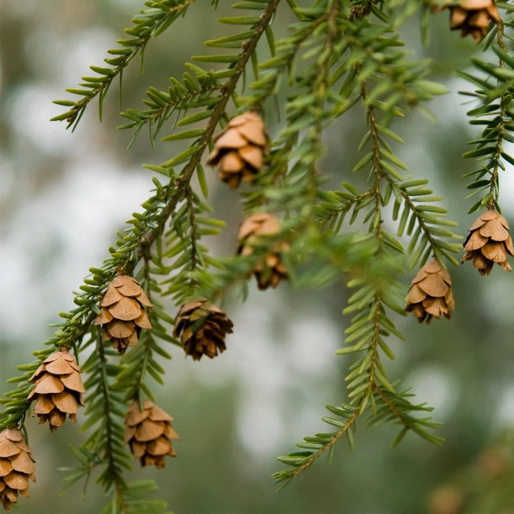 Canadian Hemlock Tree 3 Canadian Hemlock Tree