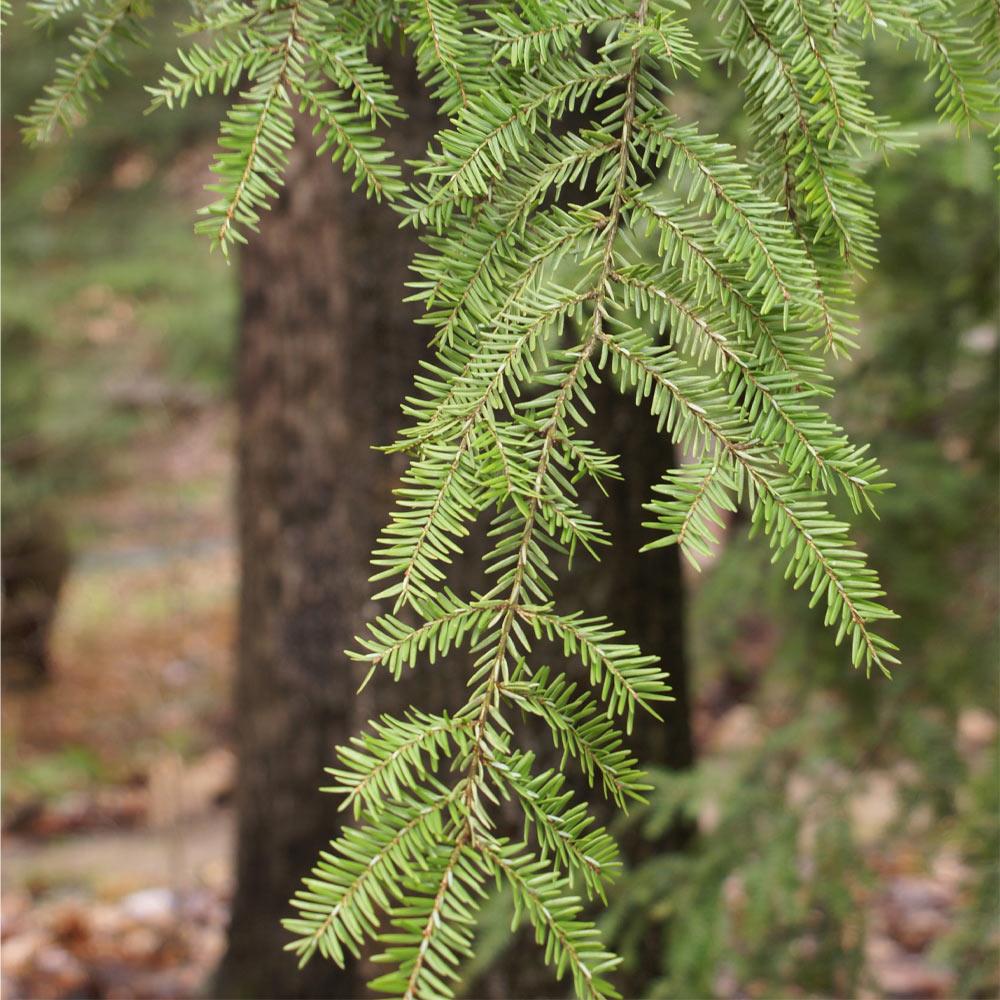 Canadian Hemlock Tree 4 Canadian Hemlock Tree