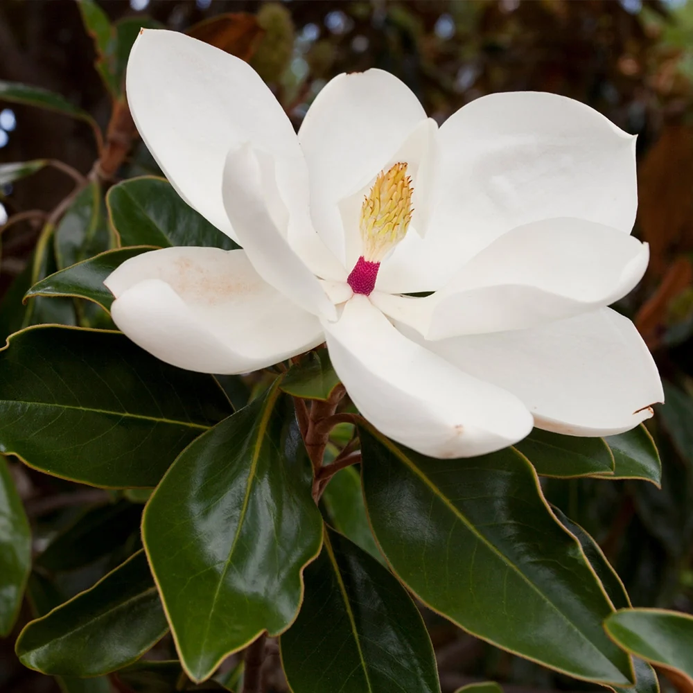 Southern Magnolia Tree 3 Southern Magnolia Tree