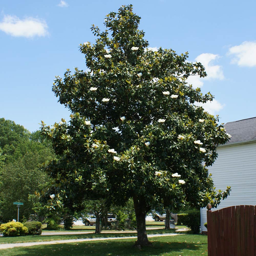 Southern Magnolia Tree 4 Southern Magnolia Tree