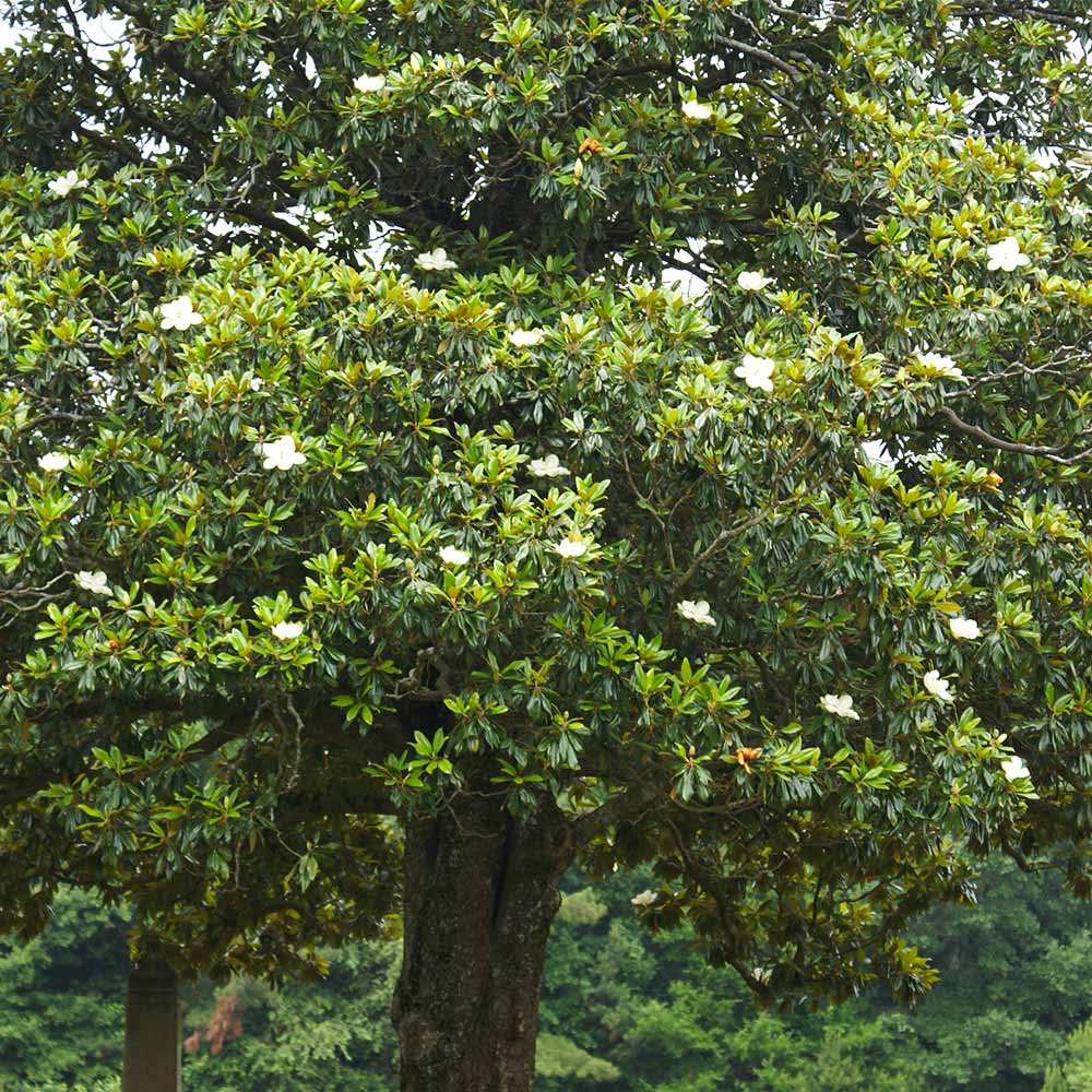 Southern Magnolia Tree 5 Southern Magnolia Tree