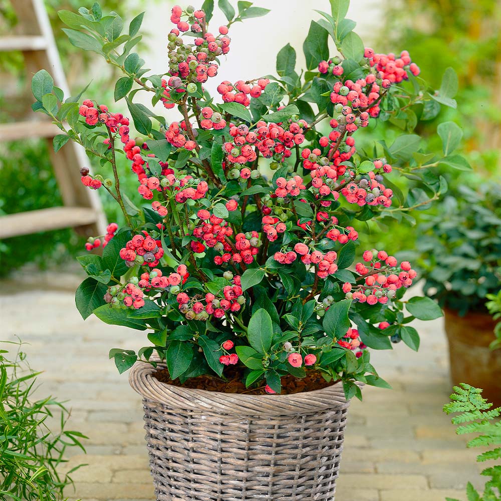 Pink Lemonade Blueberry Bush 2 Pink Lemonade Blueberry Bush
