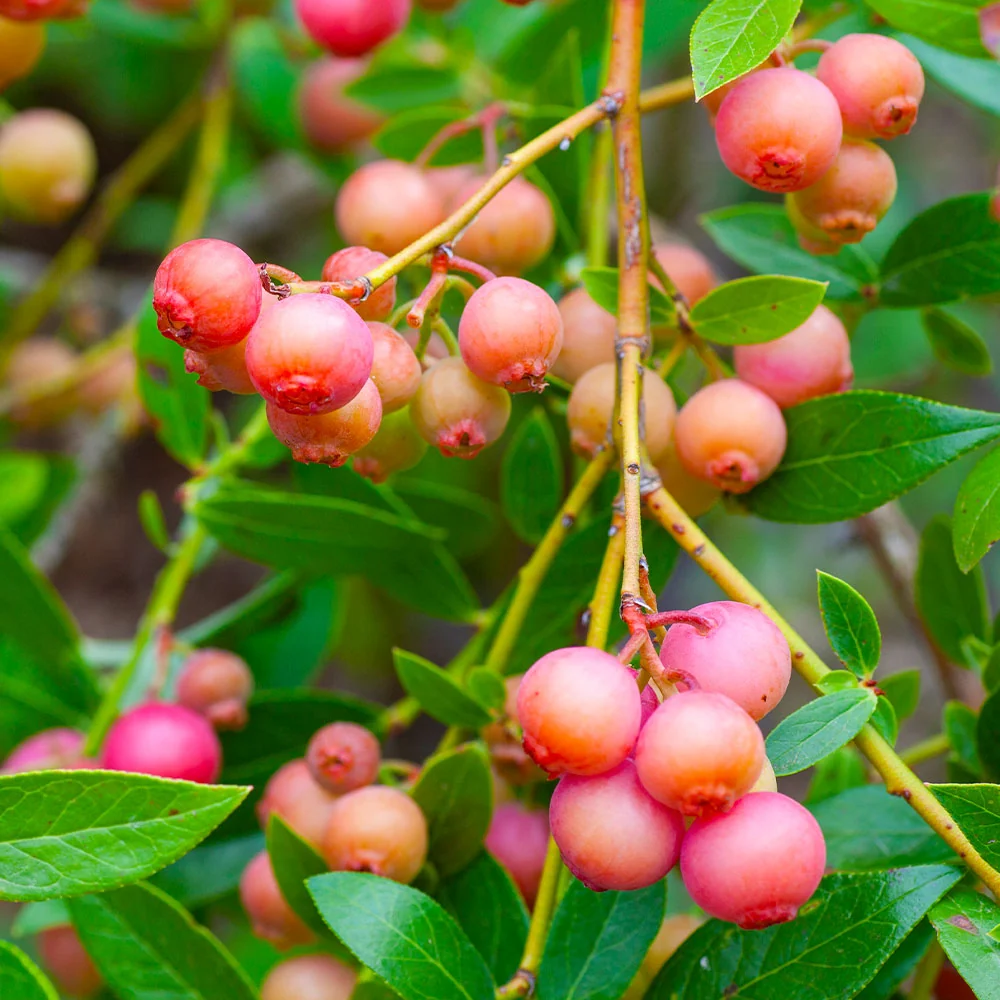Pink Lemonade Blueberry Bush 3 Pink Lemonade Blueberry Bush