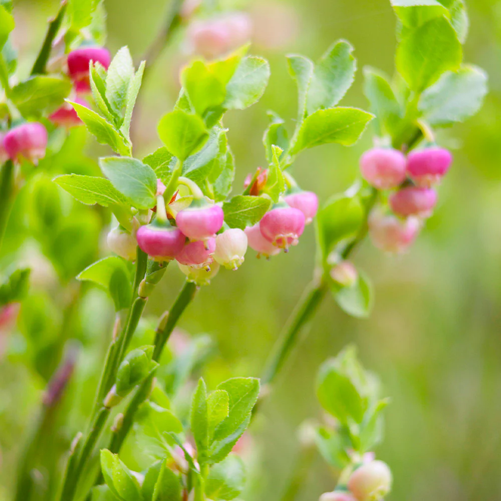 Pink Lemonade Blueberry Bush 4 Pink Lemonade Blueberry Bush