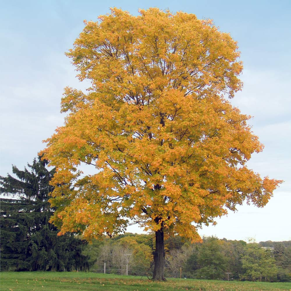 Silver Maple Tree 2 Silver Maple Tree