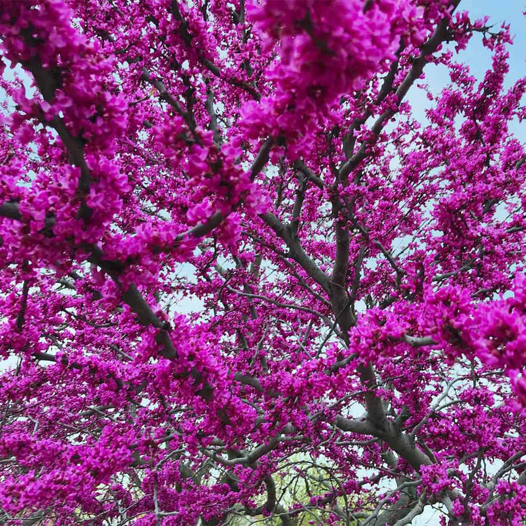 Oklahoma Redbud Tree 2 Oklahoma Redbud Tree