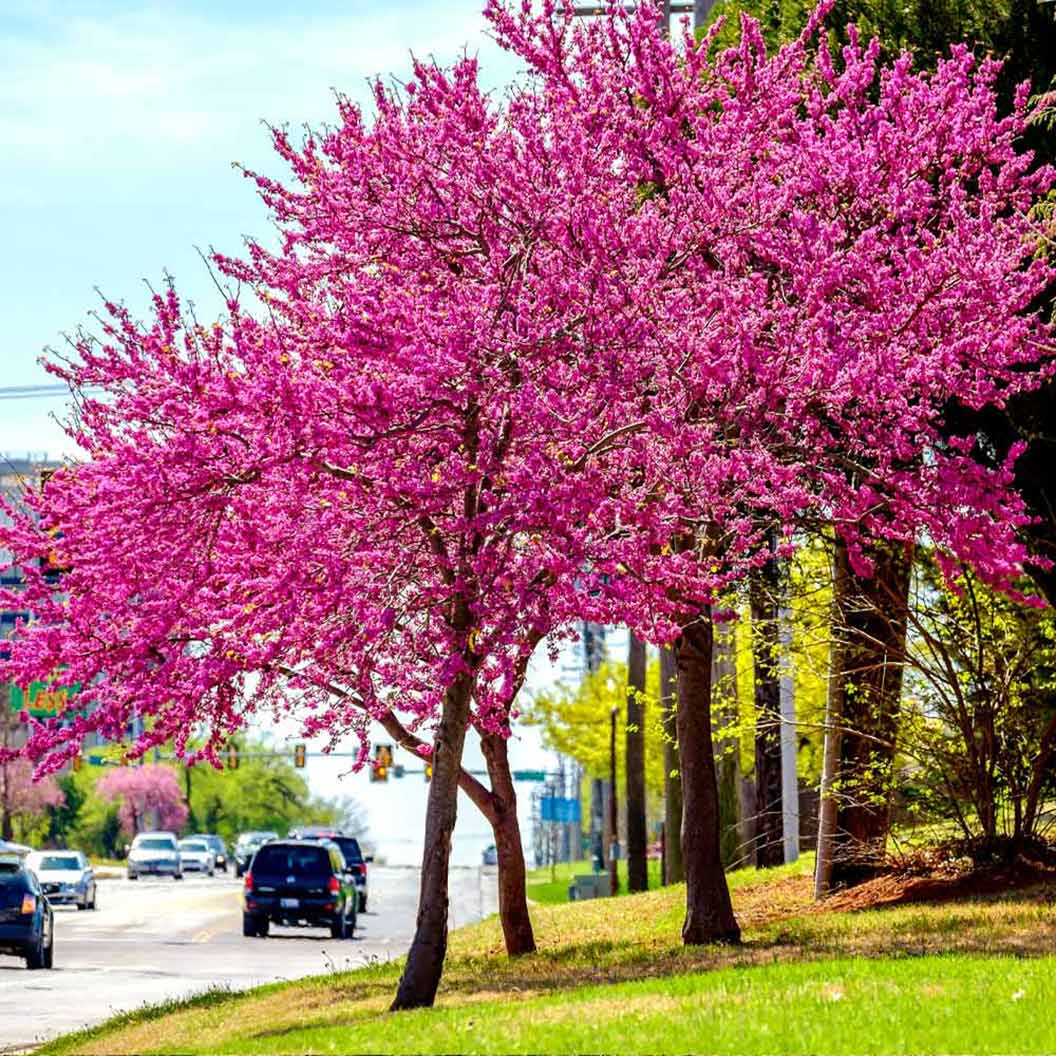 Oklahoma Redbud Tree 3 Oklahoma Redbud Tree