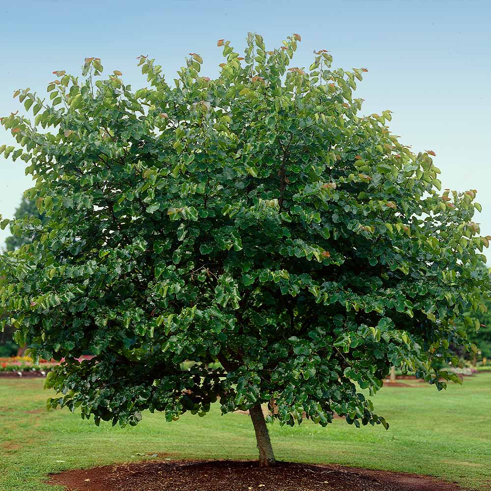 Oklahoma Redbud Tree 5 Oklahoma Redbud Tree