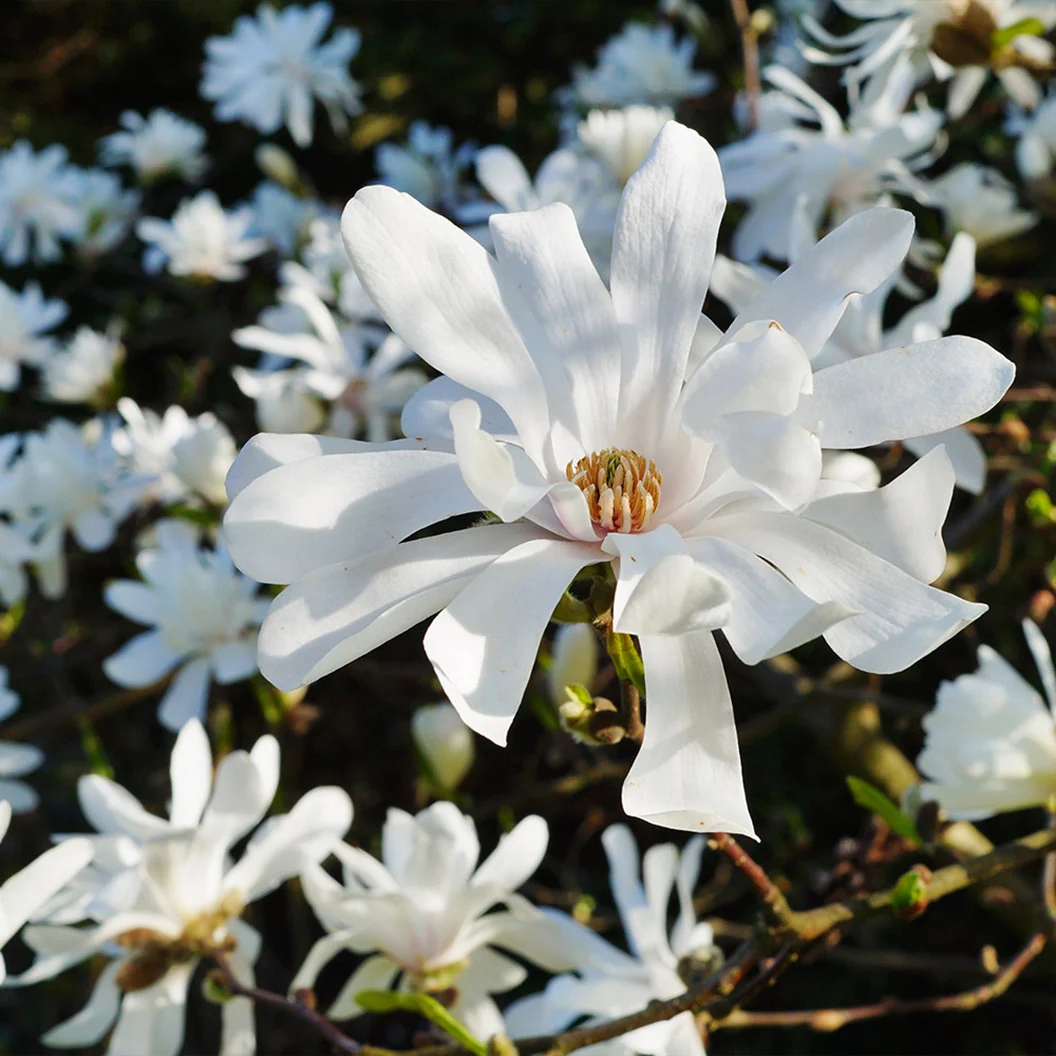 Royal Star Magnolia Tree 1 Royal Star Magnolia Tree
