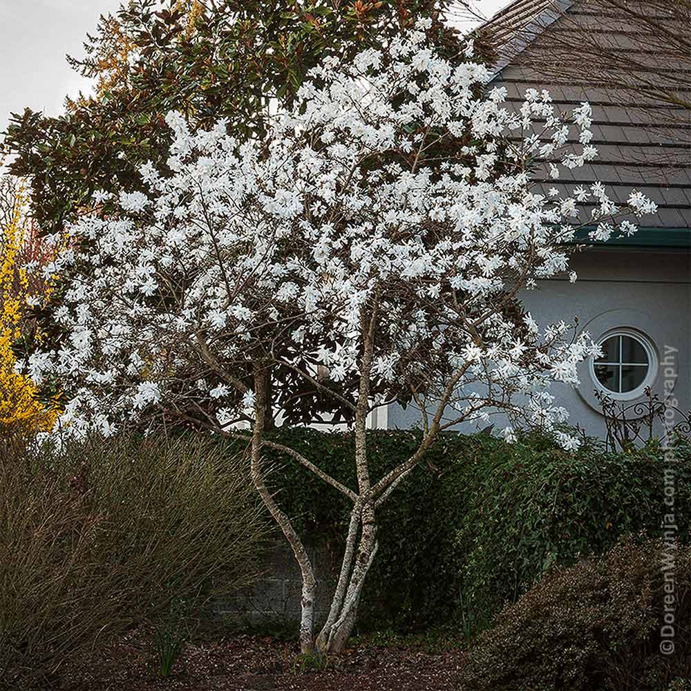 Royal Star Magnolia Tree 3 Royal Star Magnolia Tree