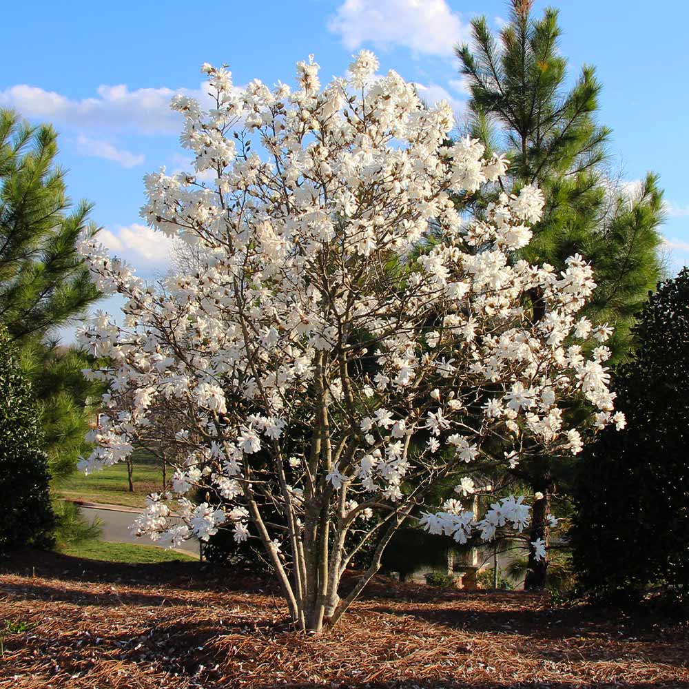Royal Star Magnolia Tree 4 Royal Star Magnolia Tree