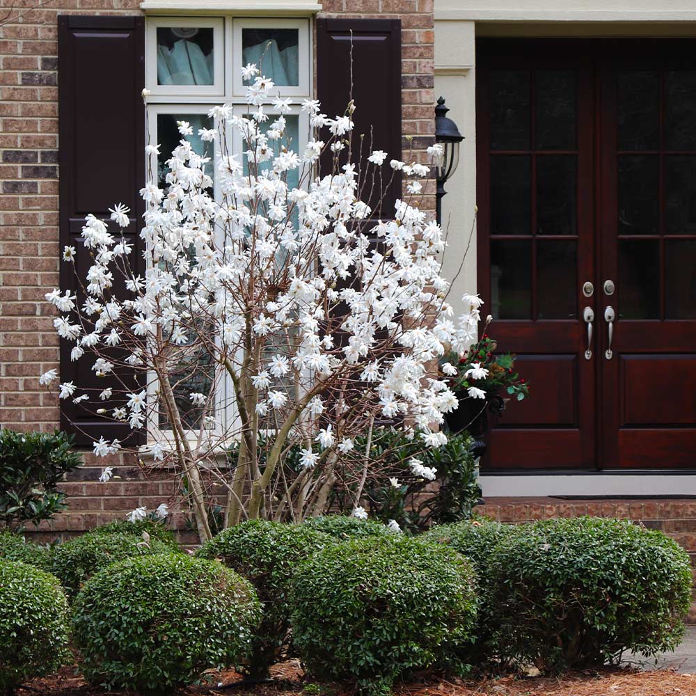 Royal Star Magnolia Tree 5 Royal Star Magnolia Tree