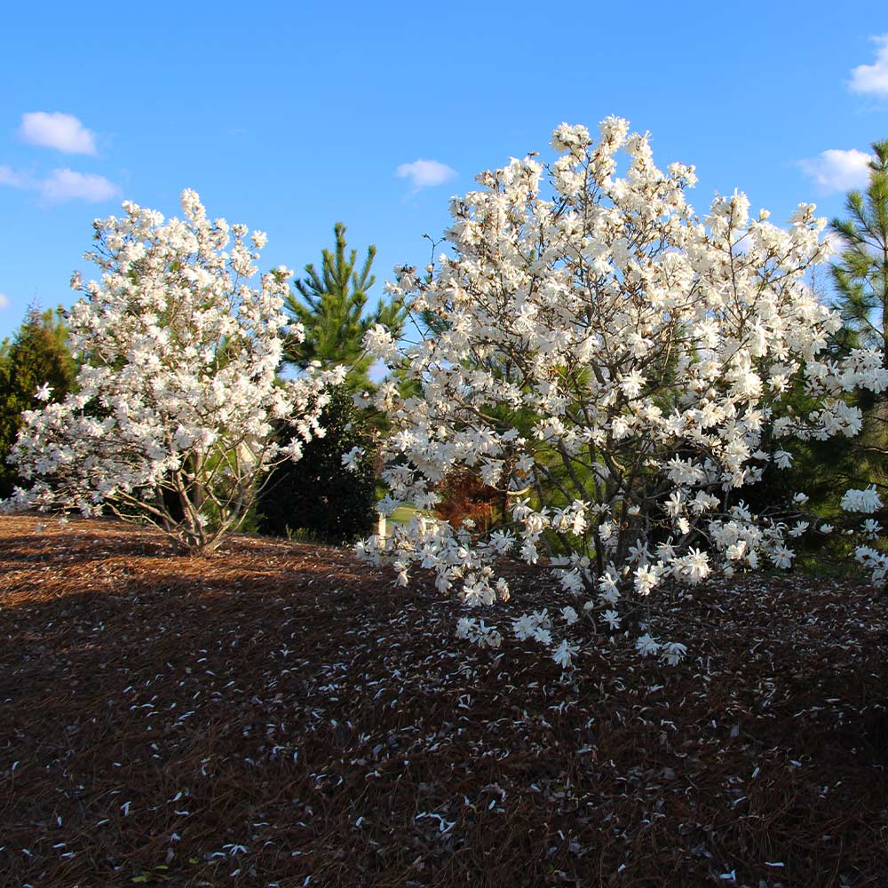 Royal Star Magnolia Tree 6 Royal Star Magnolia Tree
