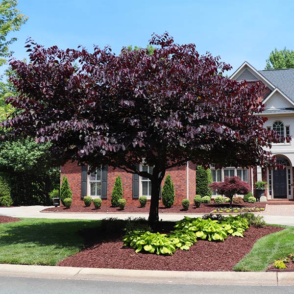 Forest Pansy Redbud Tree 1 Forest Pansy Redbud Tree