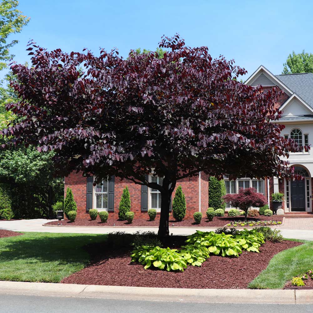 Forest Pansy Redbud Tree 2 Forest Pansy Redbud Tree