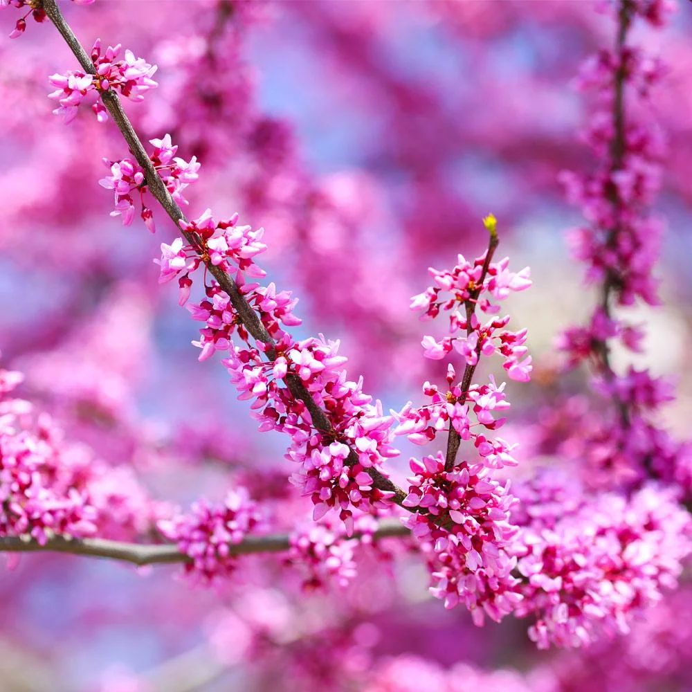 Forest Pansy Redbud Tree 4 Forest Pansy Redbud Tree