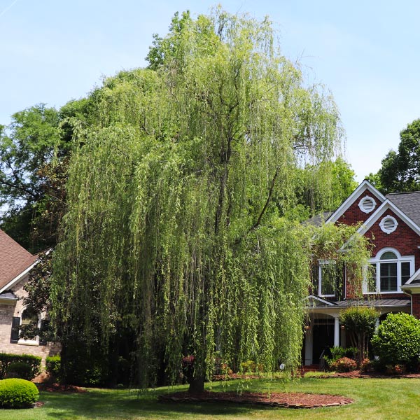 Niobe Golden Weeping Willow Tree