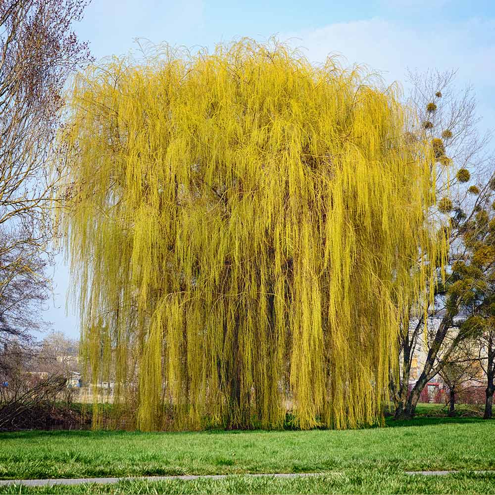 Niobe Golden Weeping Willow Tree 3 Niobe Golden Weeping Willow Tree