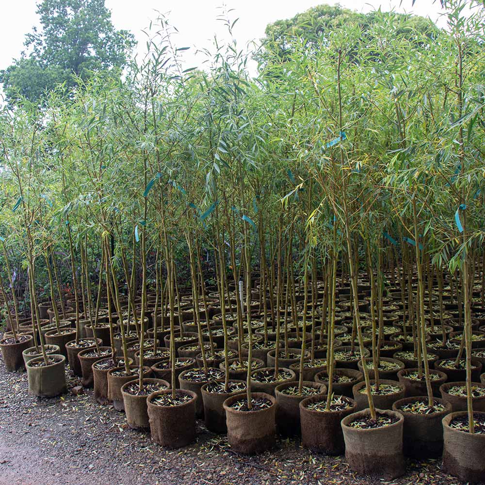 Niobe Golden Weeping Willow Tree 5 Niobe Golden Weeping Willow Tree