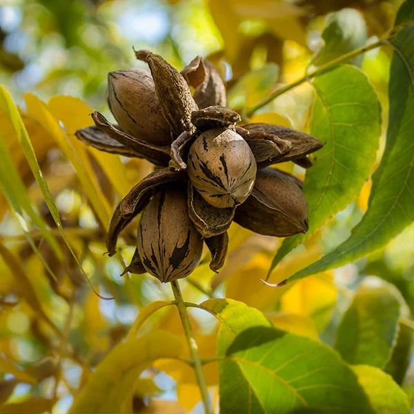 Elliot Pecan Tree 1 Elliot Pecan Tree