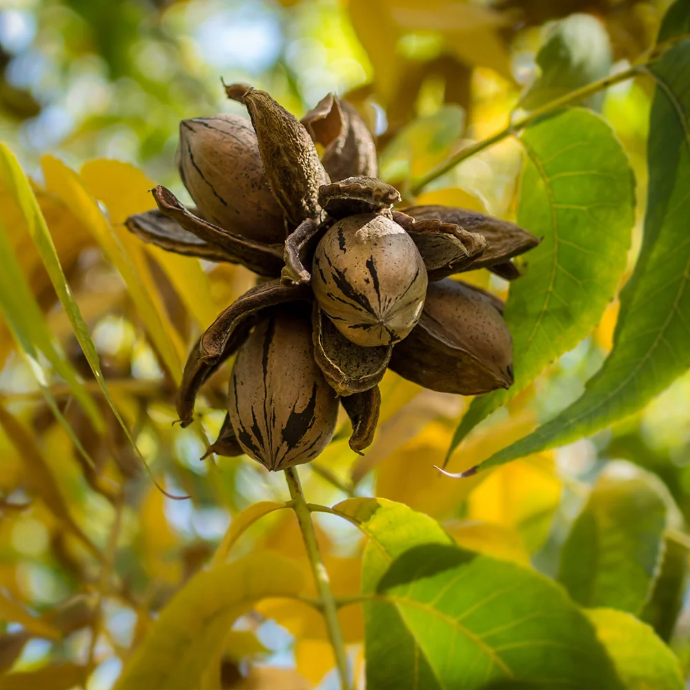 Elliot Pecan Tree 2 Elliot Pecan Tree