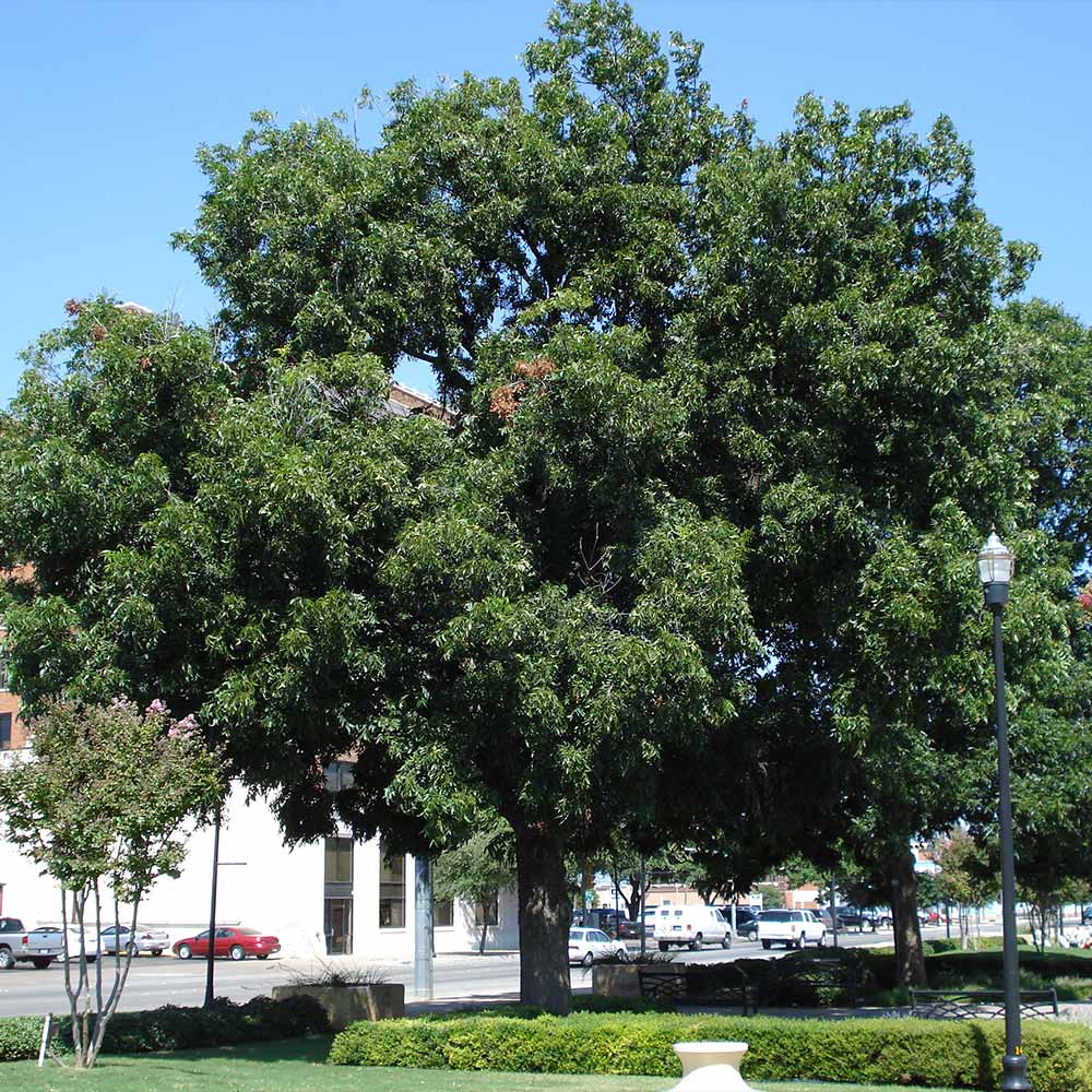 Elliot Pecan Tree 3 Elliot Pecan Tree