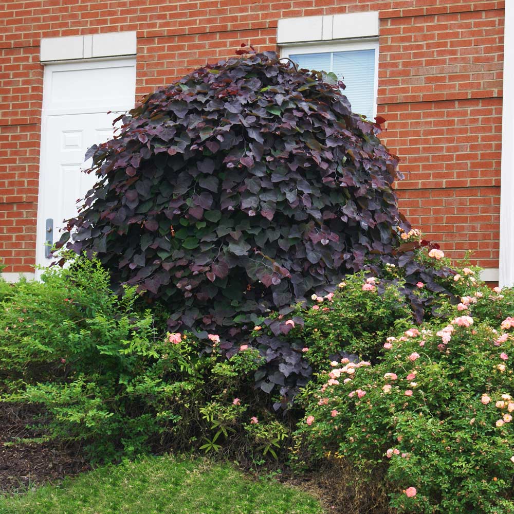 Ruby Falls Weeping Redbud Tree 2 Ruby Falls Weeping Redbud Tree
