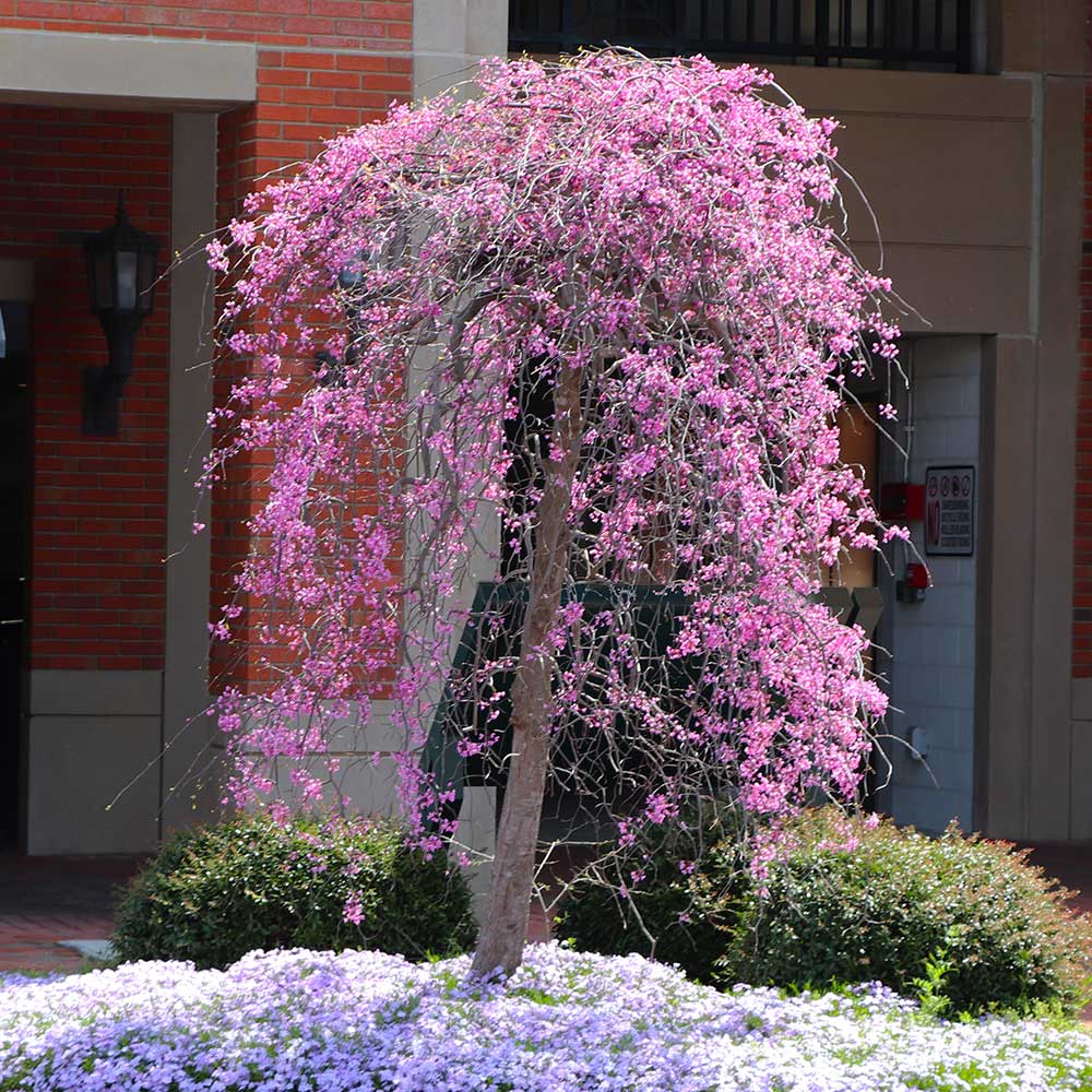 Ruby Falls Weeping Redbud Tree 3 Ruby Falls Weeping Redbud Tree