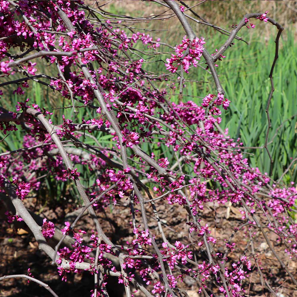 Ruby Falls Weeping Redbud Tree 5 Ruby Falls Weeping Redbud Tree
