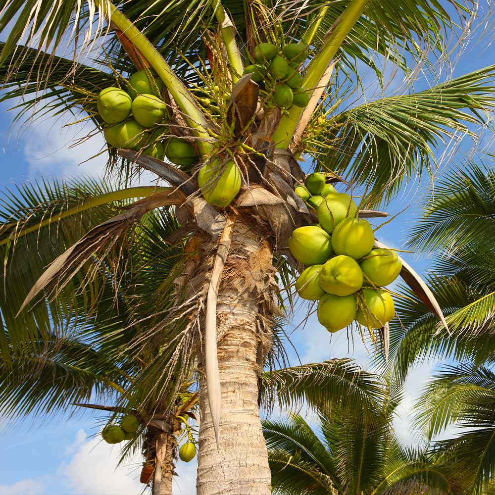 Coconut Palm Tree 2 Coconut Palm Tree