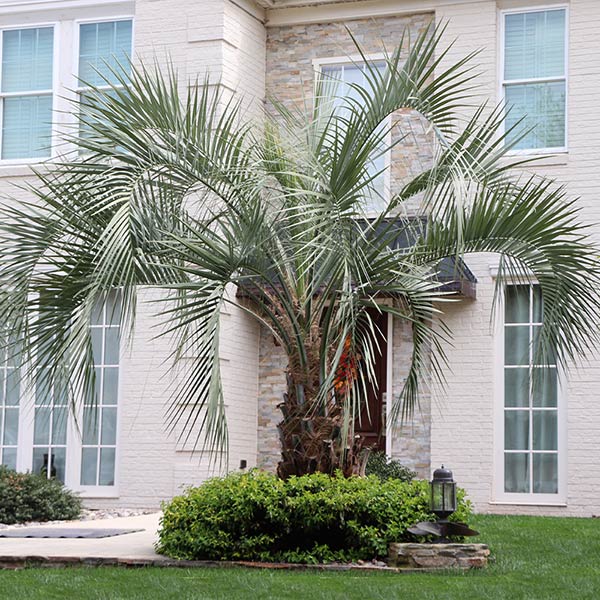 Pindo Palm Tree