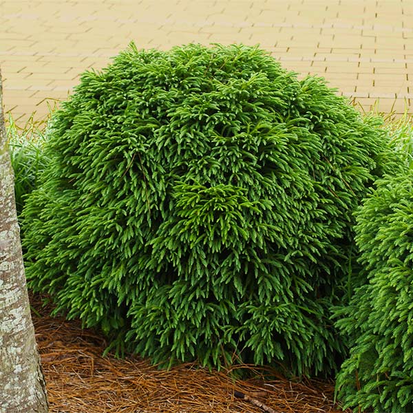 Cryptomeria 'Globosa Nana' Shrub 1 Cryptomeria 'Globosa Nana' Shrub