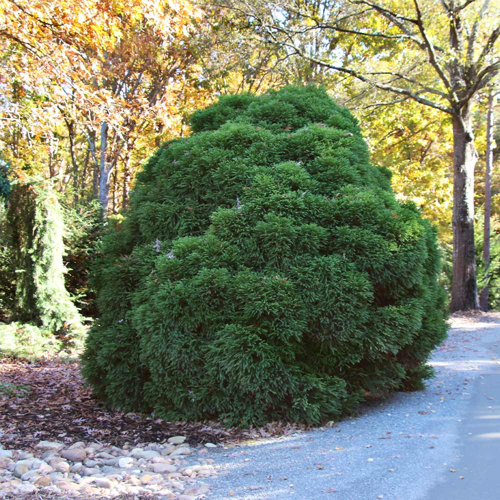 Cryptomeria 'Globosa Nana' Shrub 3 Cryptomeria 'Globosa Nana' Shrub