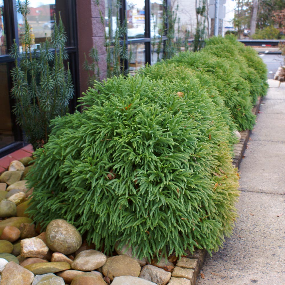 Cryptomeria 'Globosa Nana' Shrub 4 Cryptomeria 'Globosa Nana' Shrub