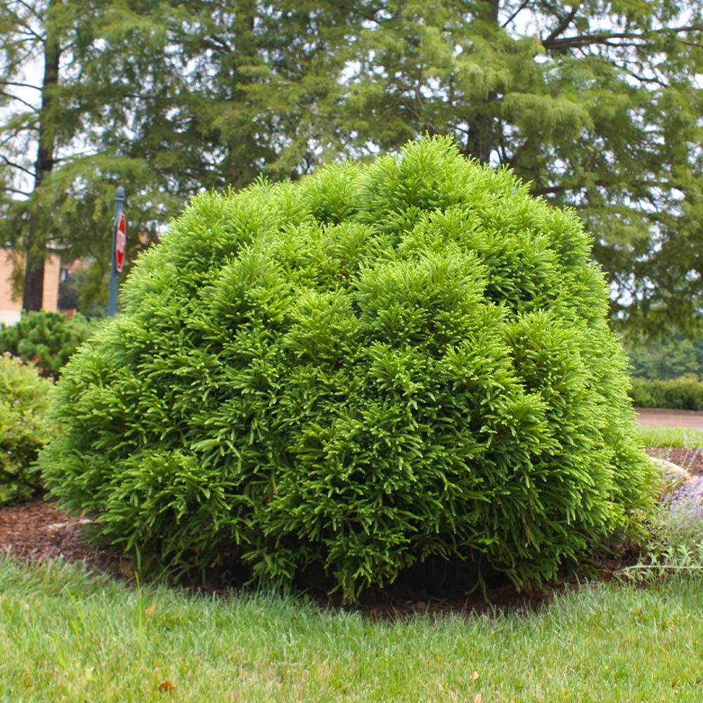 Cryptomeria 'Globosa Nana' Shrub 5 Cryptomeria 'Globosa Nana' Shrub