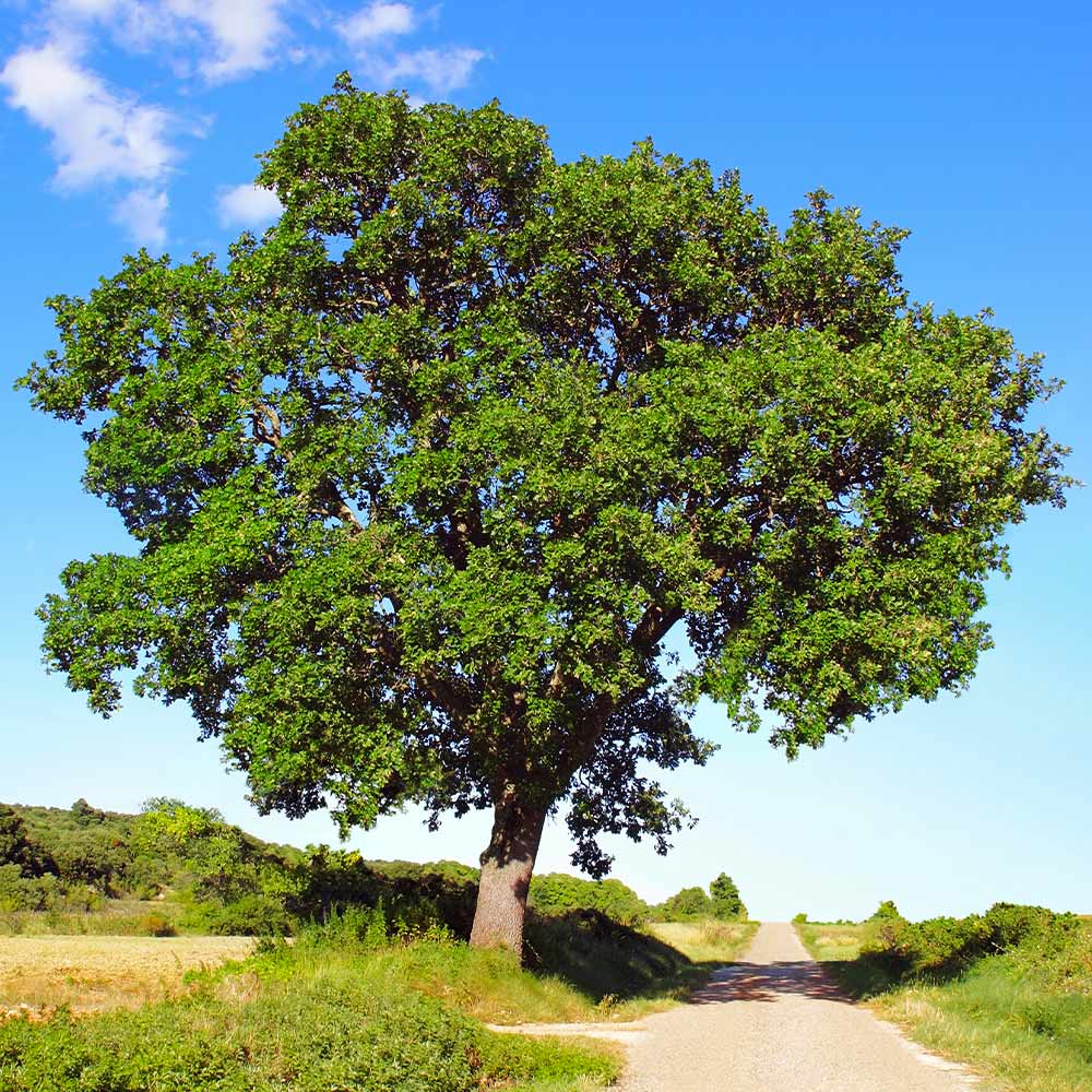 White Oak Tree 3 White Oak Tree