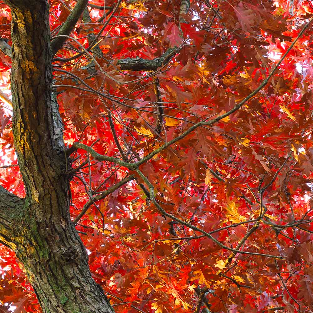 White Oak Tree 5 White Oak Tree